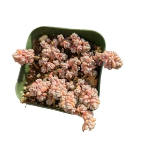 Sedum dasyphyllum Minor Succulent Live Plant – Miniature Blue-Green Foliage - Image 1