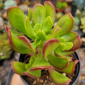 Sedum dendroideum Tree Stonecrop Succulent Plant - Easy Care Live Plant - Image 2