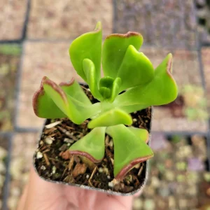 Sedum dendroideum Tree Stonecrop Succulent Plant - Easy Care Live Plant - Image 3