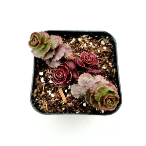 Sedum 'Dragon's Blood' Live Succulent Plant - Easy Care Stonecrop - Image 3