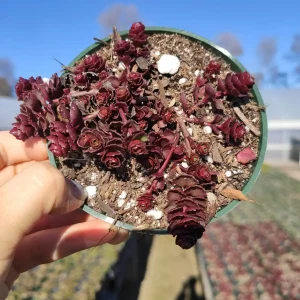 Sedum 'Dragon's Blood' Live Succulent Plant - Easy Care Stonecrop - Image 5