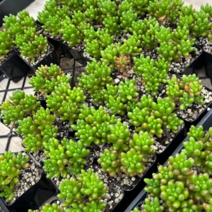 Sedum Jelly Bean Plant – Live Succulent – 2 inch or 4 inch Pot – Indoor/Outdoor - Image 2