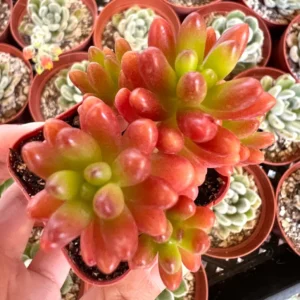 Sedum Jelly Bean Plant – Live Succulent – 2 inch or 4 inch Pot – Indoor/Outdoor - Image 3