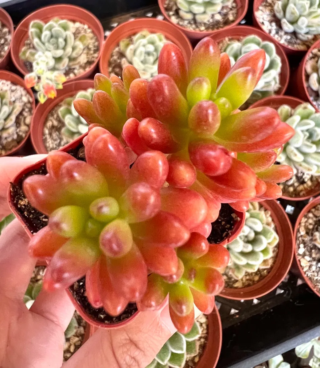 Sedum Jelly Bean Plant – Live Succulent – 2 inch or 4 inch Pot – Indoor/Outdoor - Image 3