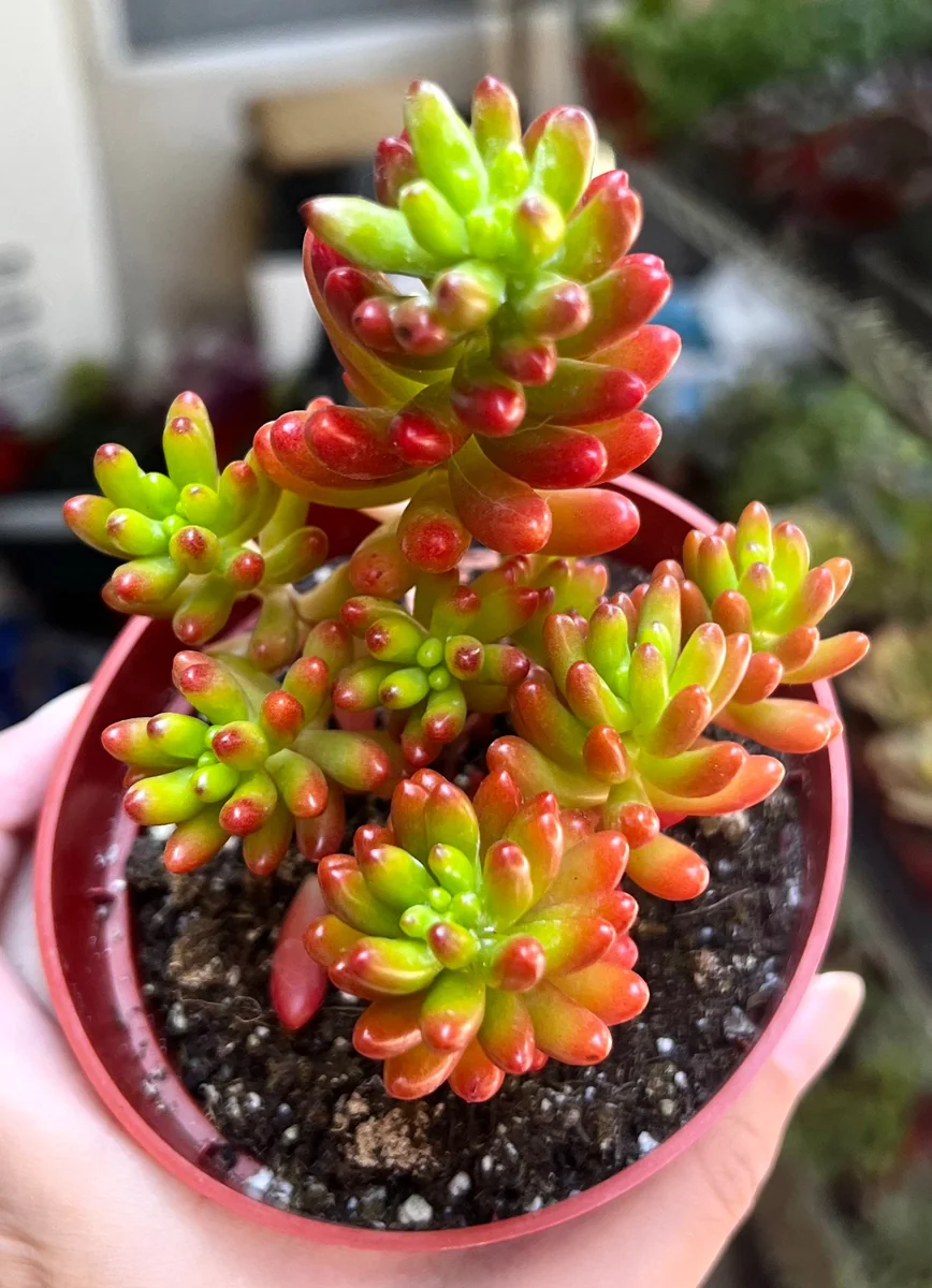 Sedum Jelly Bean Plant – Live Succulent – 2 inch or 4 inch Pot – Indoor/Outdoor - Image 4