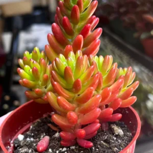 Sedum Jelly Bean Plant – Live Succulent – 2 inch or 4 inch Pot – Indoor/Outdoor - Image 5