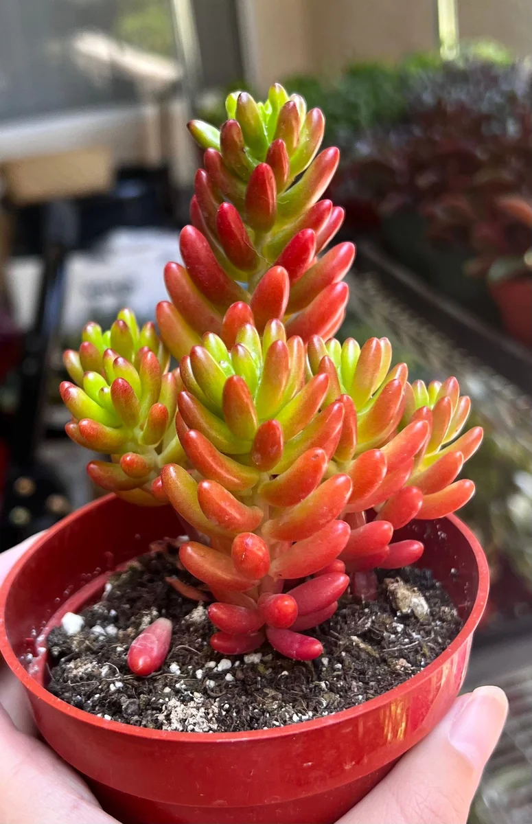 Sedum Jelly Bean Plant – Live Succulent – 2 inch or 4 inch Pot – Indoor/Outdoor - Image 5