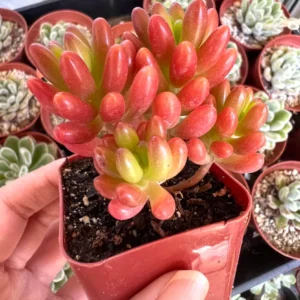 Sedum Jelly Bean Plant – Live Succulent – 2 inch or 4 inch Pot – Indoor/Outdoor - Image 6