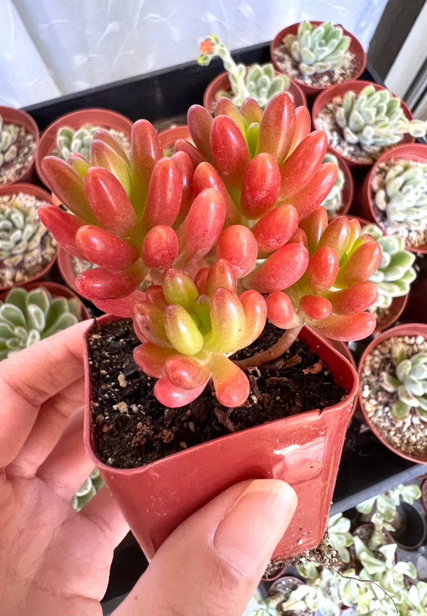 Sedum Jelly Bean Plant – Live Succulent – 2 inch or 4 inch Pot – Indoor/Outdoor - Image 6