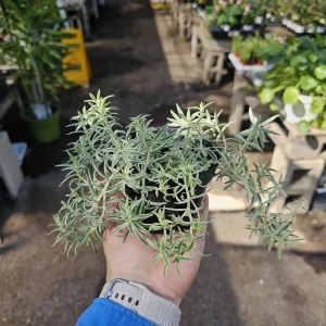 Sedum lineare Live Succulent Plant – 4” Pot – Easy Groundcover or Indoor - Image 5