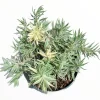 Sedum lineare Variegated 'Sea Urchin' Succulent Live Plant - Image 1