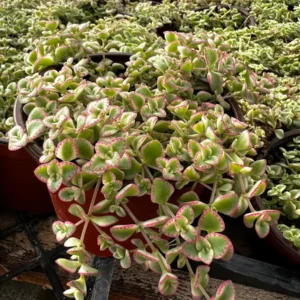 Sedum Little Missy Live Plant – 4 inch Potted Variegated Succulent Trailing Ground Cover - Image 2