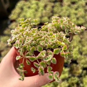 Sedum Little Missy Live Plant – 4 inch Potted Variegated Succulent Trailing Ground Cover - Image 4