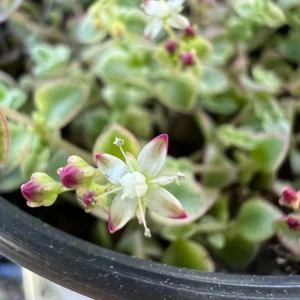 Sedum Little Missy Live Plant – 4 inch Potted Variegated Succulent Trailing Ground Cover - Image 6