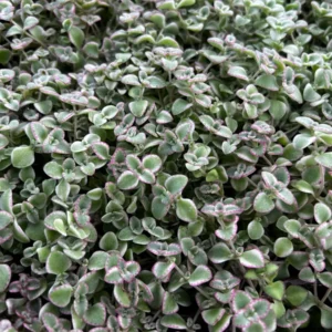 Sedum Little Missy Live Plant – 4 inch Potted Variegated Succulent Trailing Ground Cover - Image 8