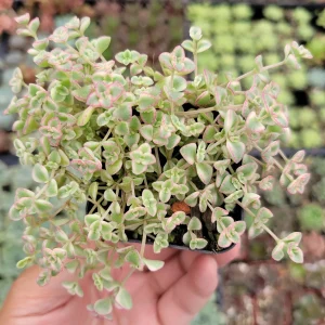 Sedum 'Little Missy' Succulent Live Plant - Pink & Green Foliage, Drought Tolerant - Image 3