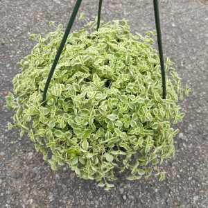 Sedum 'Little Missy' Succulent Live Plant - Pink & Green Foliage, Drought Tolerant - Image 5