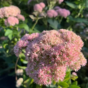 Sedum Live Plant Plugs - Stonecrop Succulents for Gardens & Containers - Image 10