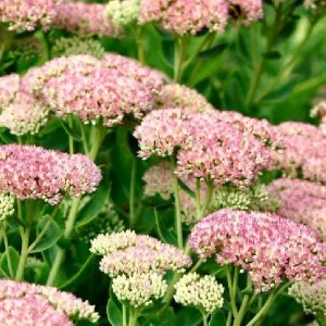 Sedum Live Plant Plugs - Stonecrop Succulents for Gardens & Containers - Image 2