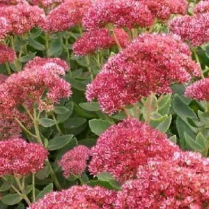 Sedum Live Plant Plugs - Stonecrop Succulents for Gardens & Containers - Image 1