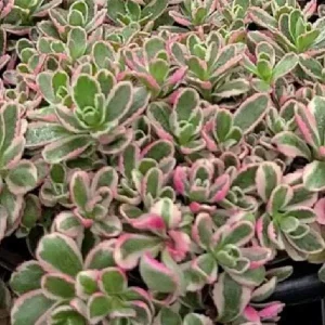 Sedum Live Plant Plugs - Stonecrop Succulents for Gardens & Containers - Image 4