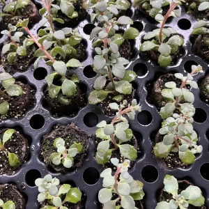 Sedum Live Plant Plugs - Stonecrop Succulents for Gardens & Containers - Image 9