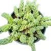 Sedum morganianum 'Cristatum' Succulent Live Plant - Unique Crested Form - Image 1