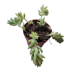 Sedum morganianum 'Cristatum' Succulent Live Plant - Unique Crested Form - Image 2