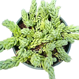 Sedum morganianum 'Cristatum' Succulent Live Plant - Unique Crested Form - Image 1