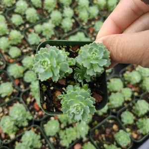 Sedum Pachyclaudos 'White Diamond' Succulent Plant Live - Drought Tolerant - Image 4