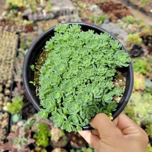 Sedum Pachyclaudos 'White Diamond' Succulent Plant Live - Drought Tolerant - Image 6