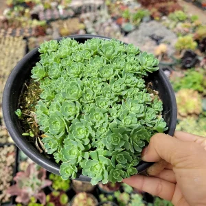 Sedum Pachyclaudos 'White Diamond' Succulent Plant Live - Drought Tolerant - Image 7