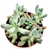 Sedum pachyphyllum 'Jelly Beans' Succulent Plant - Live Indoor/Outdoor - Image 1