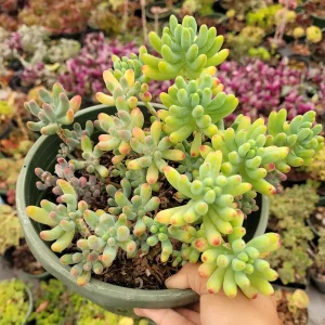 Sedum pachyphyllum 'Jelly Beans' Succulent Plant - Live Indoor/Outdoor - Image 9