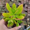 Sedum praealtum Green Apple Snap Succulent Live Plant - Easy Care - Image 1