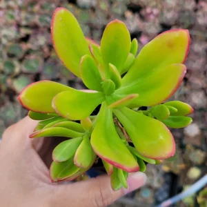 Sedum praealtum Green Apple Snap Succulent Live Plant - Easy Care - Image 2