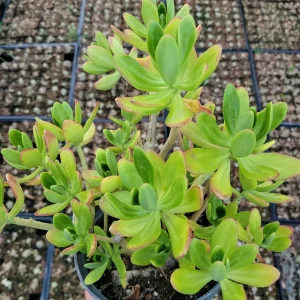 Sedum praealtum Green Apple Snap Succulent Live Plant - Easy Care - Image 3