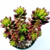 Sedum rubrotinctum Jelly Bean Succulent Plant - Live Plant, Easy Care - Image 1