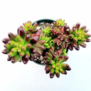 Sedum rubrotinctum Jelly Bean Succulent Plant - Live Plant, Easy Care - Image 2