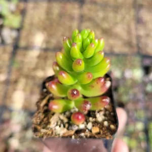 Sedum rubrotinctum Jelly Bean Succulent Plant - Live Plant, Easy Care - Image 6