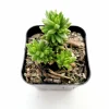 Sedum 'Spiral Staircase' Succulent Live Plant - Drought-Tolerant, Easy Care - Image 1