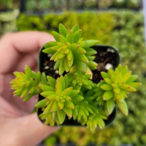 Sedum 'Spiral Staircase' Succulent Live Plant - Drought-Tolerant, Easy Care - Image 4