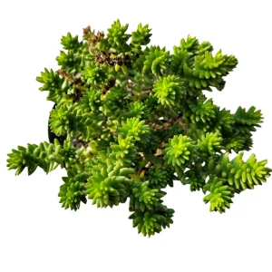 Sedum 'Spiral Staircase' Succulent Live Plant - Drought-Tolerant, Easy Care - Image 5