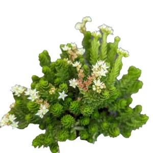 Sedum 'Spiral Staircase' Succulent Live Plant - Drought-Tolerant, Easy Care - Image 7