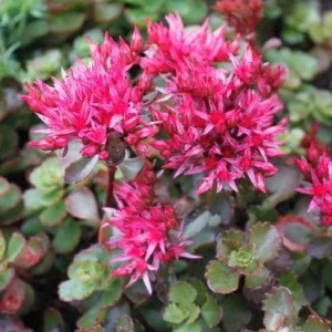 Sedum Spurium 'Fuldaglut' Live Plant - Bronze-Red Stonecrop, Low-Growing Perennial for Outdoor Gardens - Image 3