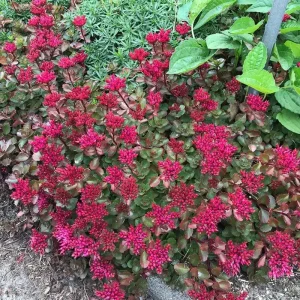 Sedum Spurium 'Fuldaglut' Live Plant - Bronze-Red Stonecrop, Low-Growing Perennial for Outdoor Gardens - Image 1