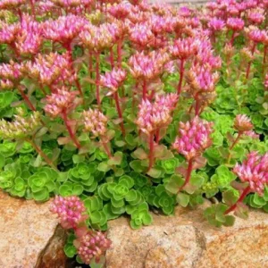 Sedum Spurium 'Fuldaglut' Live Plant - Bronze-Red Stonecrop, Low-Growing Perennial for Outdoor Gardens - Image 6