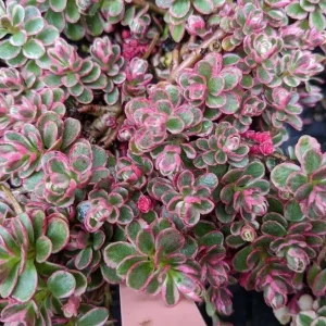 Sedum Spurium 'Fuldaglut' Live Plant - Bronze-Red Stonecrop, Low-Growing Perennial for Outdoor Gardens - Image 8