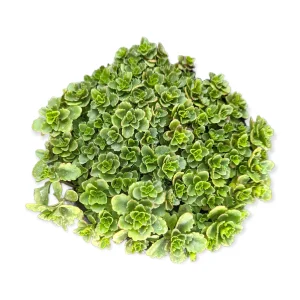 Sedum takesimense Succulent Live Plant - Drought Tolerant Perennial - Image 5