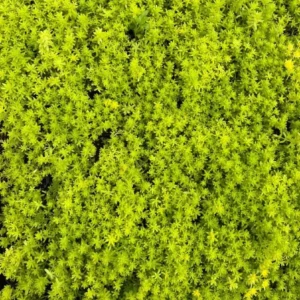 Sedum Tokyo Sun Live Plant - Yellow Stonecrop Succulent, 2 inch Pot - Image 3